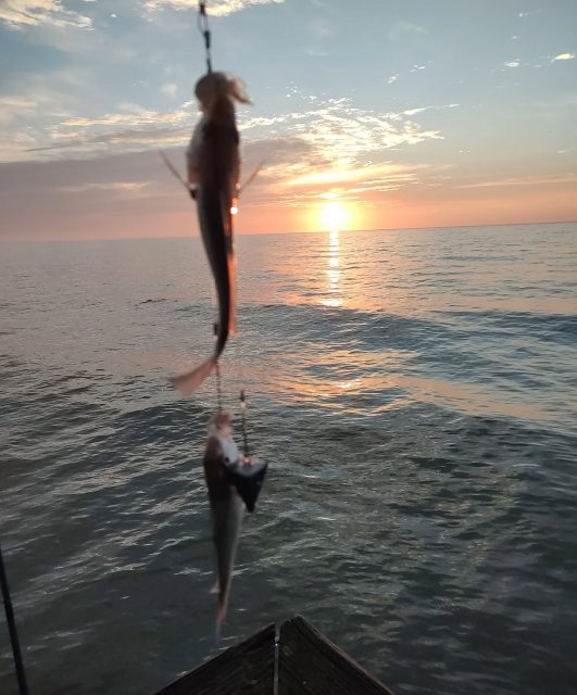 OPENINGS THIS WEEKEND! MORNING AND AFTERNOON!  Came to the beach to visit some family for thanksgiving. I will be back the day after Thanksgiving and still have some boats available for this weekend. We are also doing afternoon trips this weekend. Call to set your day up. 770-815-9579 look at these monsters! LOL