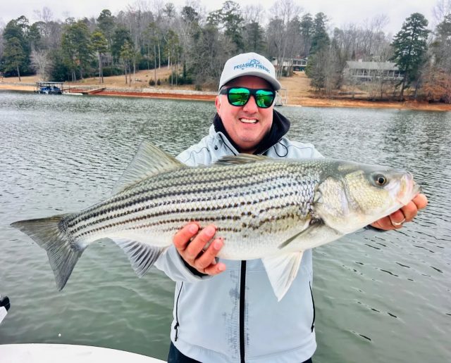 So well I've been down on West point. Derek has been getting them on lake lanier! The birds were diving and he even got to cast to some with topwater lures. Let me know if you would like to fish either lake. Both are fishing great! 770-815-9579