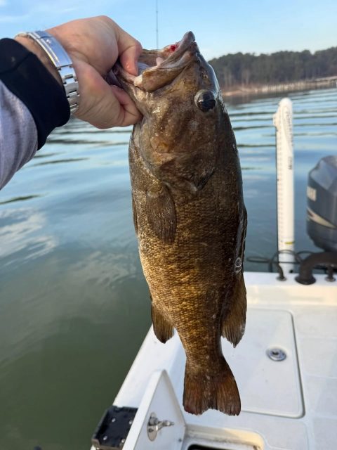 LAKE ALLATOONA SMALLMOUTH! WE ALSO GOT A TON OF STRIPERS AND HYBRIDS! Still have days open next week and the following weekend. Call to set your day up. 770-815-9579