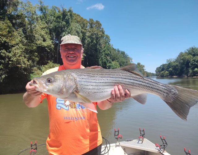 Just another day on the river! Although the weather has cooled off the bite continues to be hot. Probably have another week or two before these fish start to move back down river. If you've been holding off on doing a trip I wouldn't do it any longer for the river! Fall fishing is starting to pick up also. The hybrids are starting to school up on lake Allatoona and the big girls are feeding on carters and lanier.