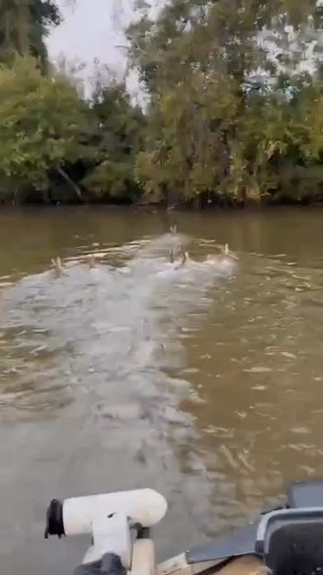 It's amazing what you will see if you get out there!!! While fishing yesterday we saw this herd of does swimming.  Later in the morning we saw another herd of bucks swimming.  I've recently had a couple friends pass away. It makes me realize how truly blessed I am for the adventures I have. Life is too short and precious! Get out there and enjoy it while you can.