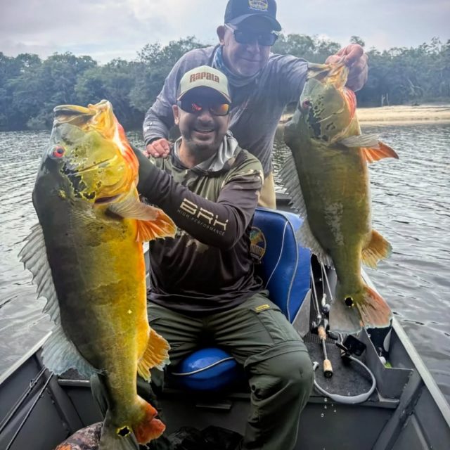 BRAZIL AGAIN!!! Just got back from another Brazil trip. The pictures are awesome but definitely do not do it justice. So many fish, great memories with friends, wildlife and scenery. Such a beautiful place. I can only upload 20 pictures so I chose to do it just on fish this time. Some of the other things we experience were amazing as well though. We watched two 12-ft crocodiles fight over their dinner which was a six foot crocodile. I hope you enjoy the pictures.