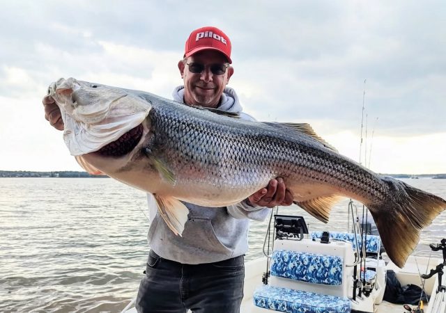 Well, I'm going to say pre-fishing for the West point tournament went well yesterday! Look at these monsters! We thought we had a big one when we had one in the mid twenties. Then one in the high 30s came and grabbed the line! I'm definitely in it to win it on this one guys. Took some clients down there and put them on a bunch of big fish the other day as well. Have trips available after next weekend. 770-815-9579