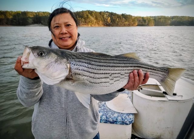 Here's a couple beautiful stripers with two of my favorite clients that I got over the weekend. The spring fishing is really turned on! Call to set your trip up. 770-815-9579